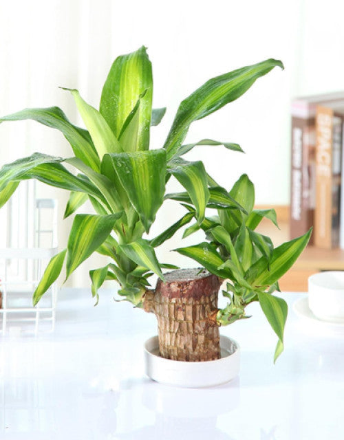 Brazilian Lucky Wood, Mini Home Plant Decorations to Bring You Luck