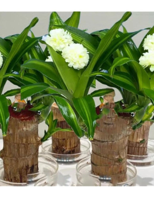 Brazilian Lucky Wood, Mini Home Plant Decorations to Bring You Luck