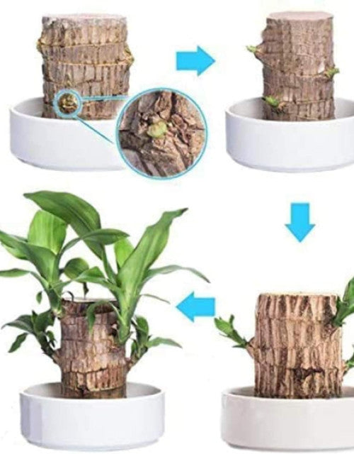 Brazilian Lucky Wood, Mini Home Plant Decorations to Bring You Luck