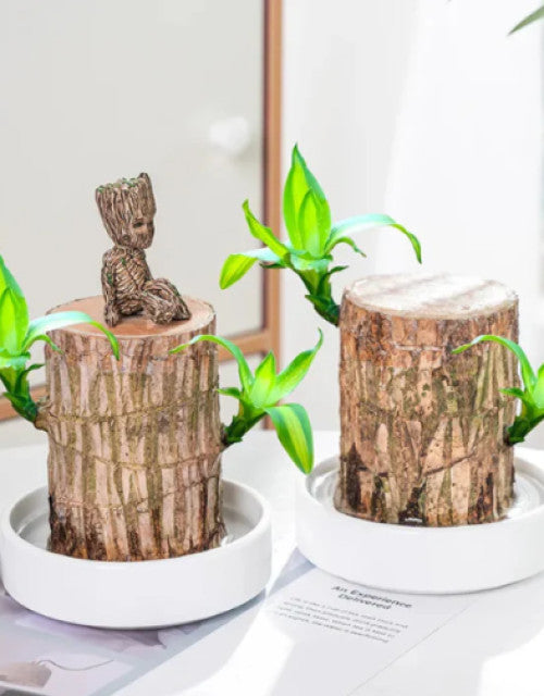 Brazilian Lucky Wood, Mini Home Plant Decorations to Bring You Luck (Pack of 2)