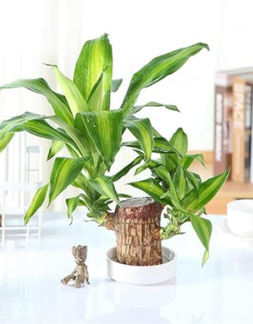 Brazilian Lucky Wood, Mini Home Plant Decorations to Bring You Luck (Pack of 2)