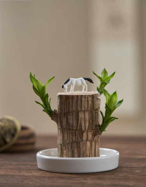 Brazilian Lucky Wood, Mini Home Plant Decorations to Bring You Luck (Pack of 2)