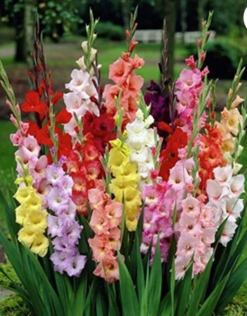 Gladiolus/Sword Lily Imported Flower Bulbs Good Germination - Pack of 12 Bulbs (Pink)