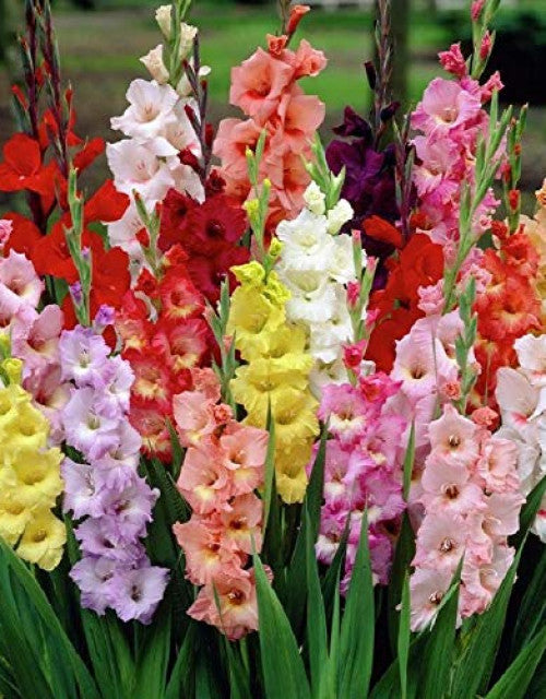 Gladiolus/Sword Lily Imported Flower Bulbs Good Germination - Pack of 12 Bulbs (Pink)