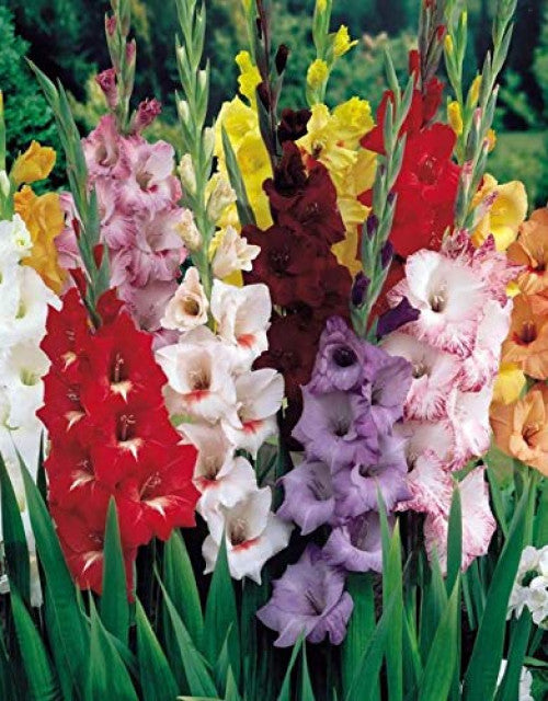 Gladiolus/Sword Lily Imported Flower Bulbs Good Germination - Pack of 12 Bulbs (Pink)