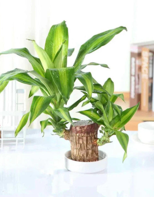 Lucky Brazil Wood Potted Plant for your home decore( Pack Of 2 )