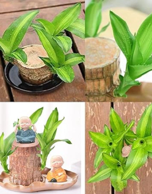 Lucky Brazil Wood Potted Plant for your home decore( Pack Of 2 )