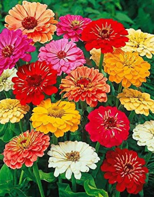 Mixed flower seeds (multicolour) pack of 100 seeds