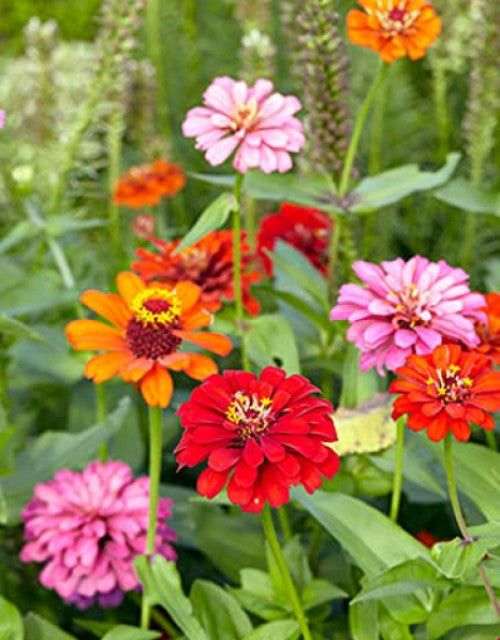 Mixed flower seeds (multicolour) pack of 100 seeds